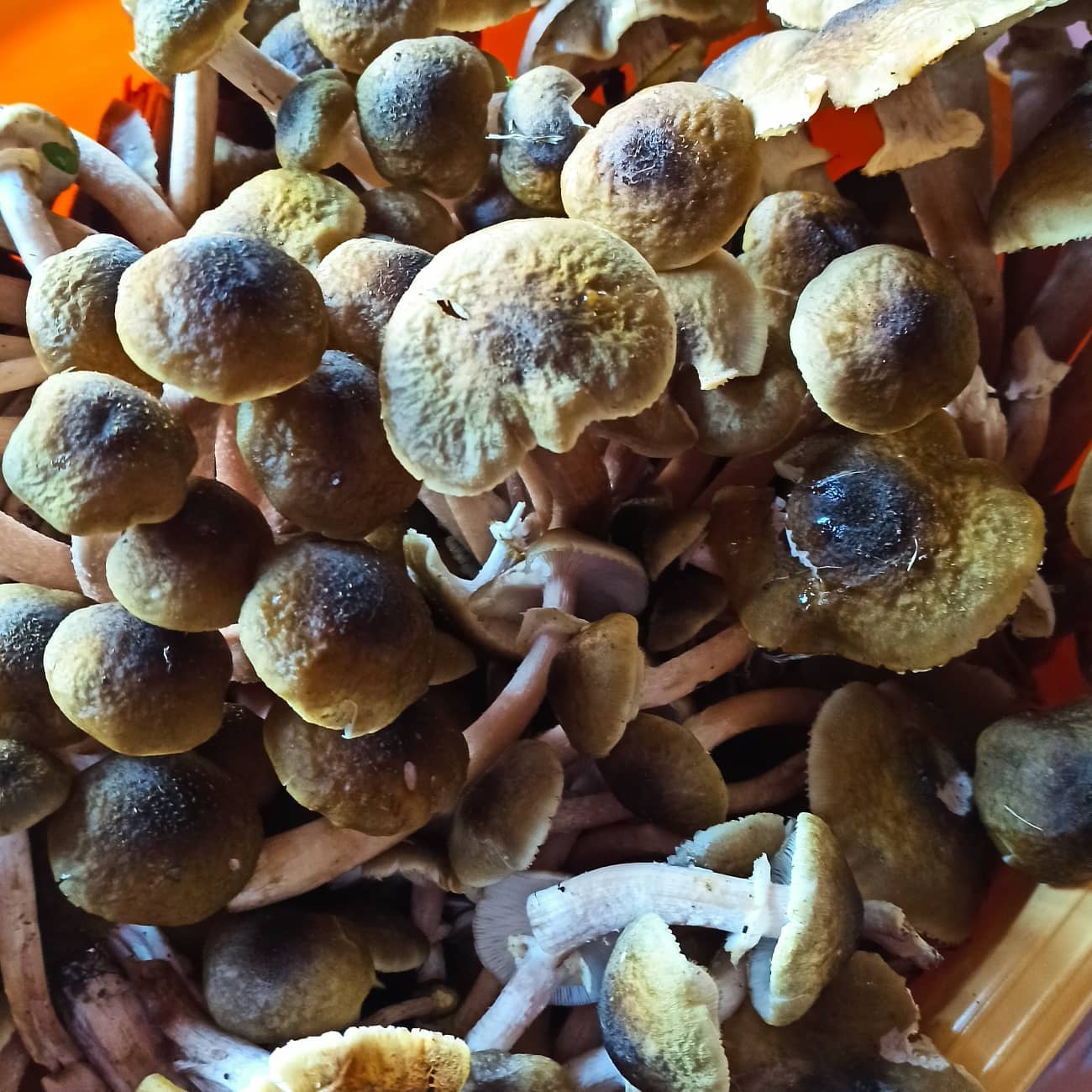 I funghi montelliani
